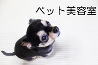 ペット美容室
